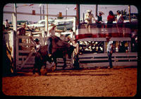 Unidentified Bull rider