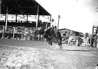 [Unidentified Cowboy riding bronc]