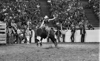 Mark Brunner on Bull #20