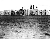 [Possibly Margie Greenough saddle bronc riding in front of chutes]