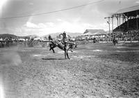 [Unidentified Cowboy riding bronc]