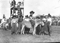 [Seven cowgirls and a mule]