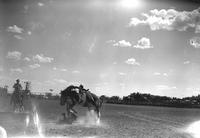 [Riderless Saddle Bronc whose front hooves are nearly on fallen unidentified rider]