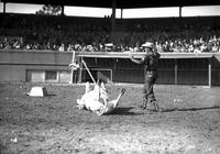 [Unidentified cowboy with trick steer laying on its back in arena]