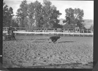 Wayne O'Neil Calf Roping