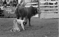 Chas. Sampson on Bull #A14