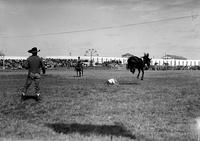 [Unidentified Cowboy is curled up on the ground as airborne bareback bronc moves on]