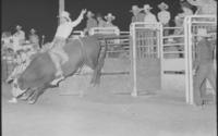 Joe Leonard on Bull #76