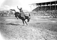 [Unidentified Cowboy riding bronc]