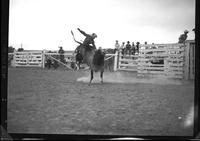 Kenny Adams on #82 Bull