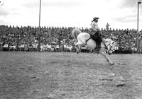 [Unidentified Cowboy riding bronc in front of stand with some military personnel]