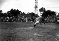 [Unidentified Cowboy leaving side of bull which has turned his head to eye rider]