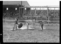 Curtis & Fess Bull Fighting  (see also Buffs neg. 100 open)