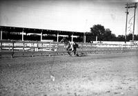 [Unidentified cowgirl hanging under the belly of galloping horse on track]