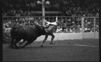 Rodeo clown Skipper Voss Bull fighting