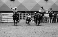 Tom Switzer Steer wrestling