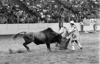 Rodeo clown Gallaway Bull fighting