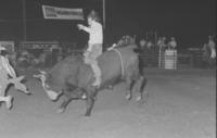 Dick Miller on Bull #101