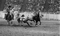 Wade Longcrier Steer wrestling
