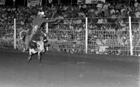 Scott Kesl on Bull # -9