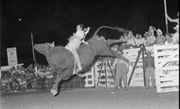 Ken Gonsoulin on Bull #B10