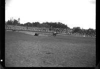 Everett Shaw Steer Roping