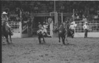 Rich Harris Steer wrestling