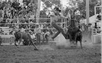 Roy Cooper Calf roping