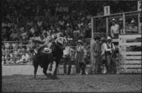 David Fournier on Bull #196