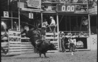 David Fournier on Bull #131