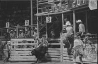 Graham Hefferman on Bull #33
