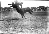 [Unidentified cowboy clutching rig and seemingly waving like a flag from bareback bronc]