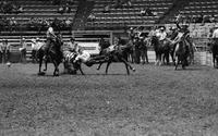 Matt Wynn Steer wrestling