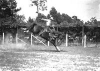 [Unidentified Cowboy riding bronc]