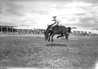 [Dale Greenwood riding bareback bronc]