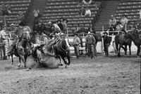 Rick Sims Steer wrestling