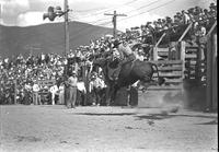 [Unidentified Cowboy leaving chute on an airborne bull]