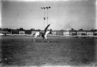 [Unidentified cowgirl doing shoulder stand]