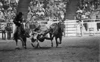 Stan Mauldin Steer wrestling, 4.8 Sec