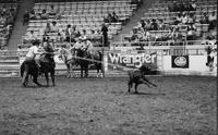 Eugene King Calf roping