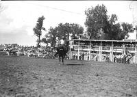 [Unidentified Cowboy riding bronc]