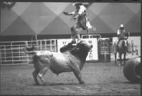 Rodeo clown Jerry Don Galloway Bull fighting