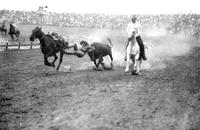 [Unidentified steer wrestler]