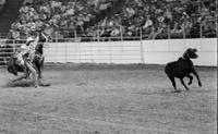 Roy Cooper Calf roping