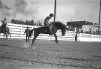 [Unidentified Cowboy riding bronc while holding on to hat with his right hand]