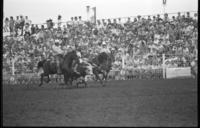 Kenny Kook Steer wrestling