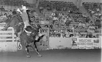 Doug Joseph on Bull #6
