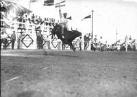 [Unidentified steer rider in front of chutes and flags]