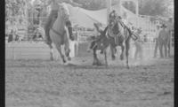 James Bradley Steer wrestling