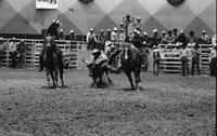 Gary Dymek Steer wrestling